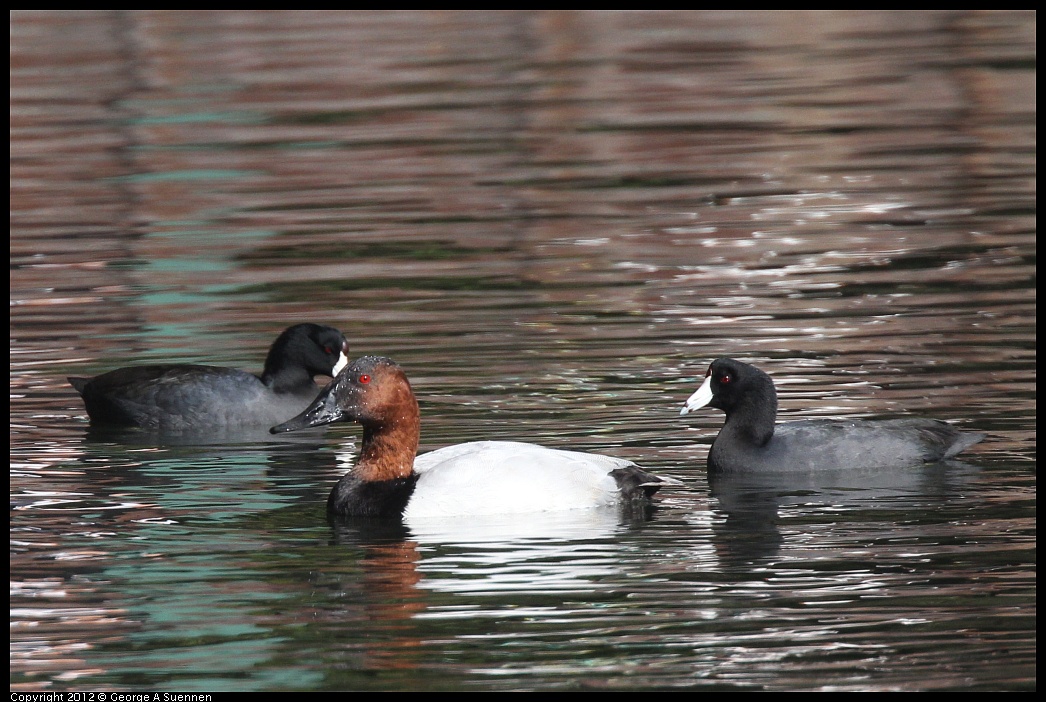 1103-112958-03.jpg - American Coot and Canvasback