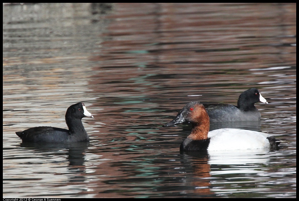 1103-113000-03.jpg - American Coot and Canvasback