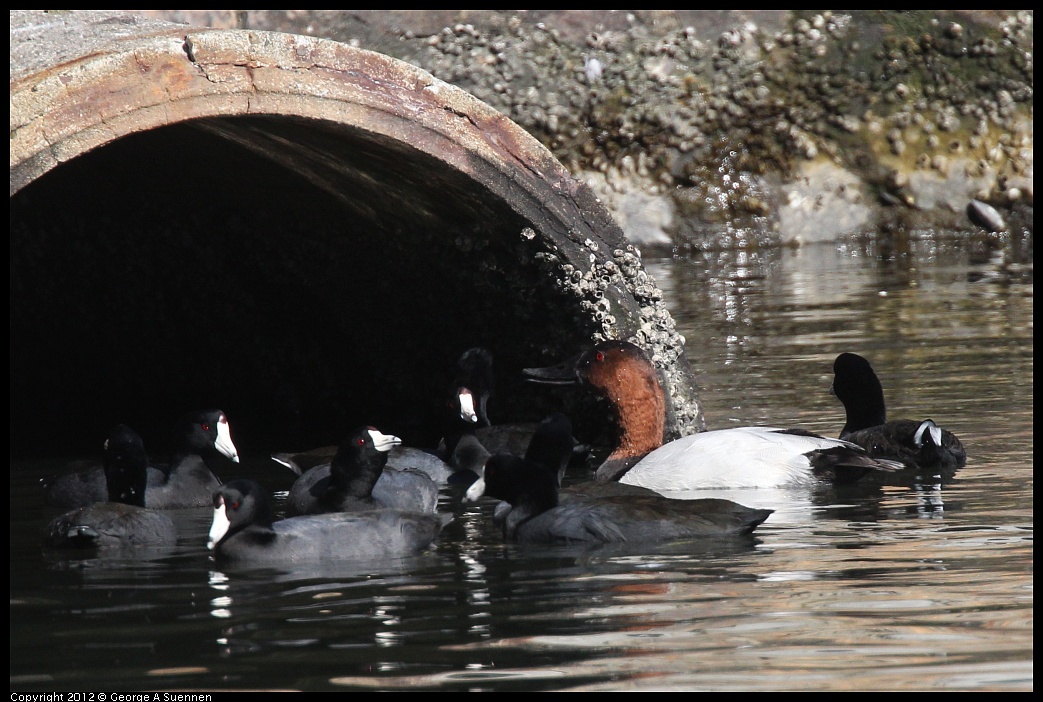1103-113018-01.jpg - American Coot and Canvasback