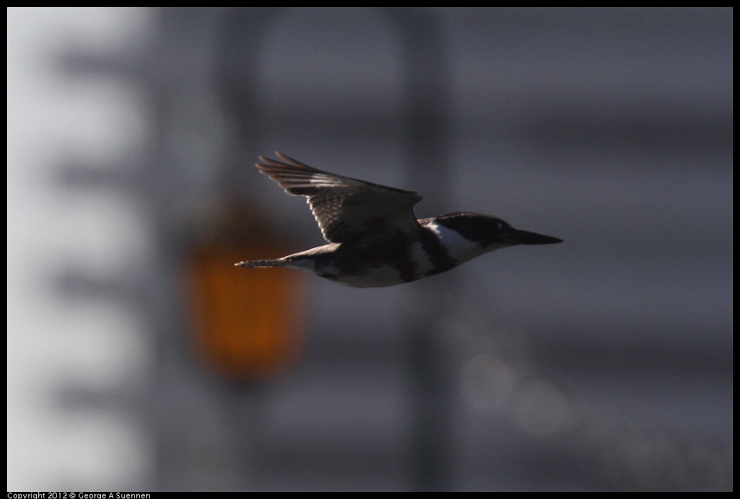 1103-113153-01.jpg - Belted Kingfisher