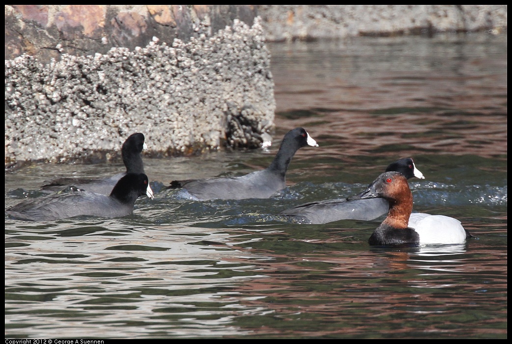 1103-113513-01.jpg - American Coot and Canvasback