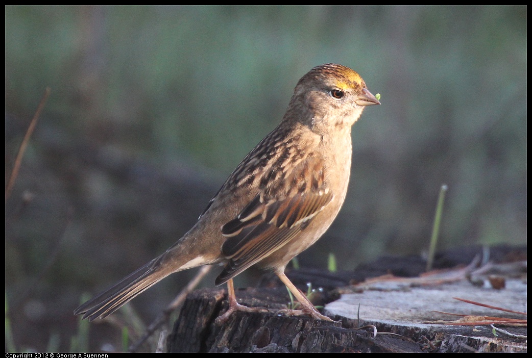1106-083254-01.jpg - Golden-crowned Sparrow