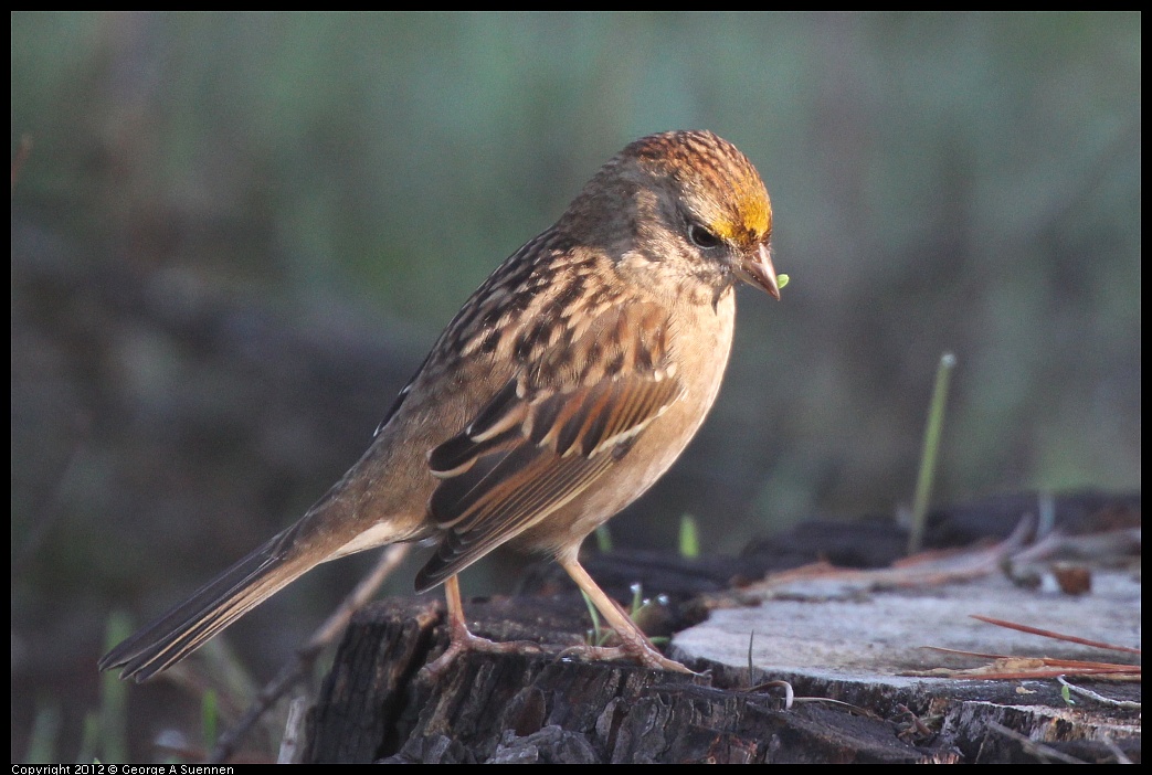 1106-083256-02.jpg - Golden-crowned Sparrow