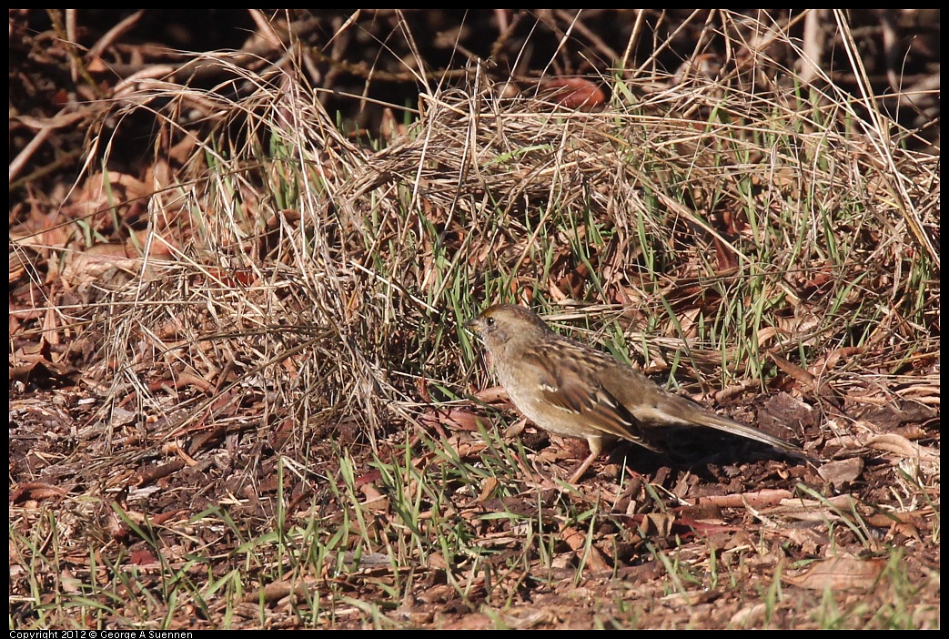 1106-084804-02.jpg - Golden-crowned Sparrow