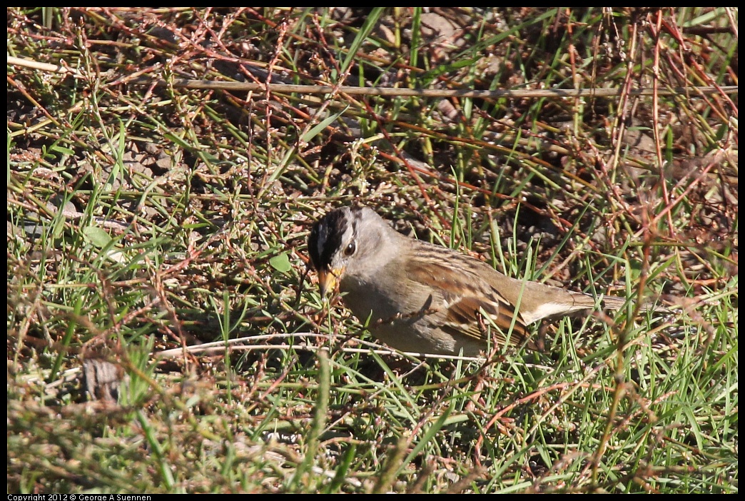 1106-092121-03.jpg - White-crowned Sparrow