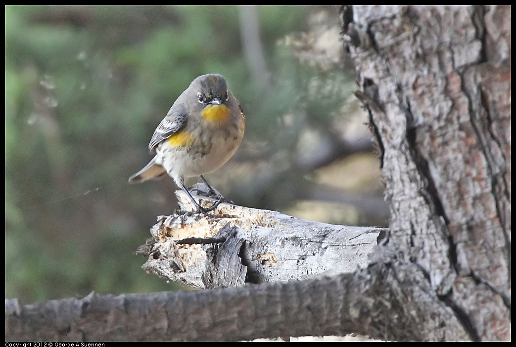 1106-092543-03.jpg - Yellow-rumped Warbler
