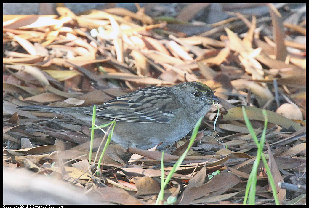 1106-092757-03.jpg - Golden-crowned Sparrow
