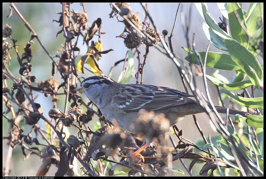 1106-092808-03.jpg - White-crowned Sparrow