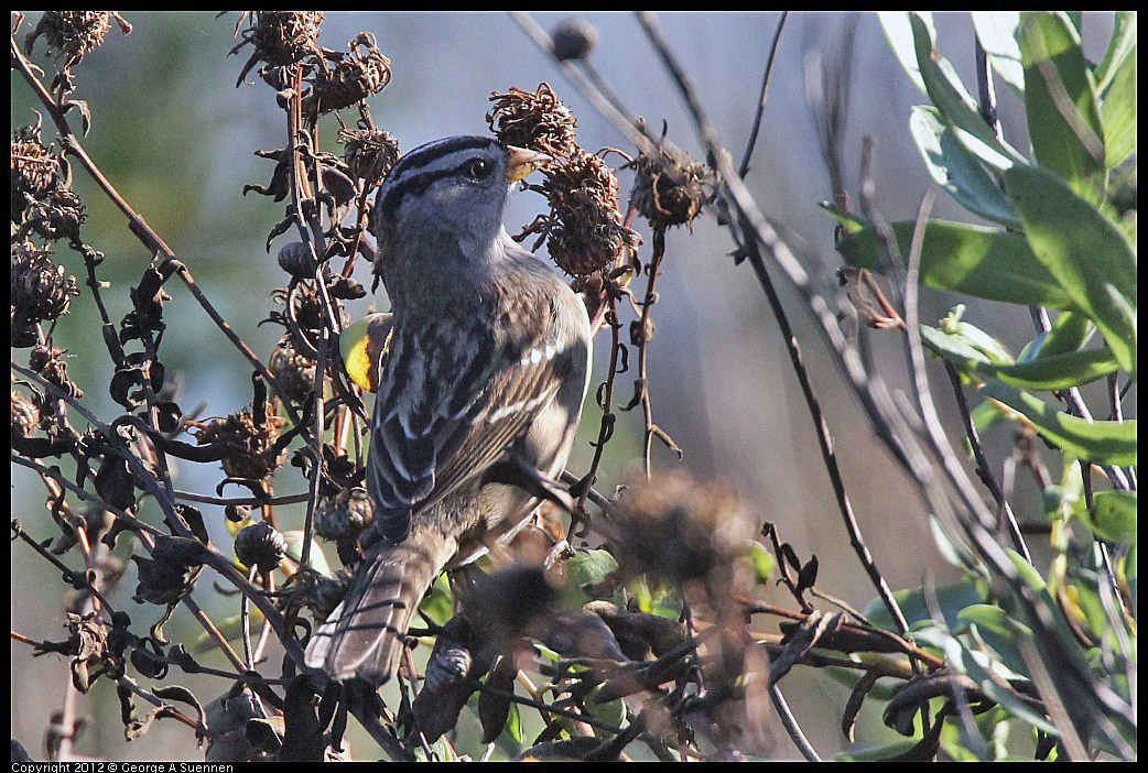 1106-092812-01.jpg - White-crowned Sparrow