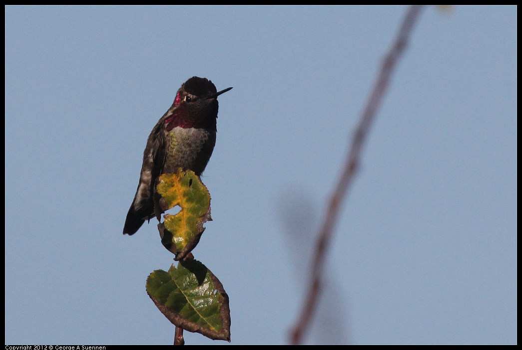 1106-093820-03.jpg - Anna's Hummingbird
