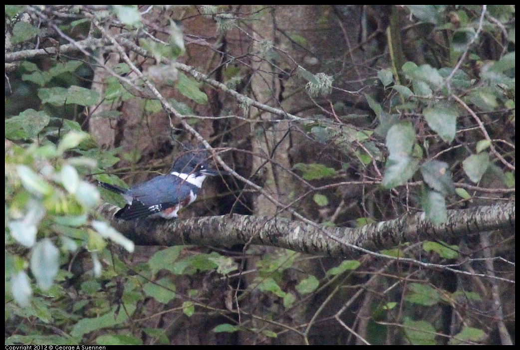 1109-095538-02.jpg -  Belted Kingfisher (For Id)