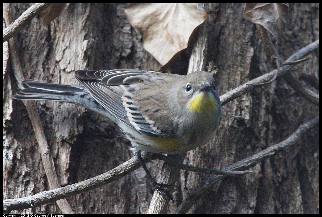 1109-101448-02.jpg - Yellow-rumped Warbler