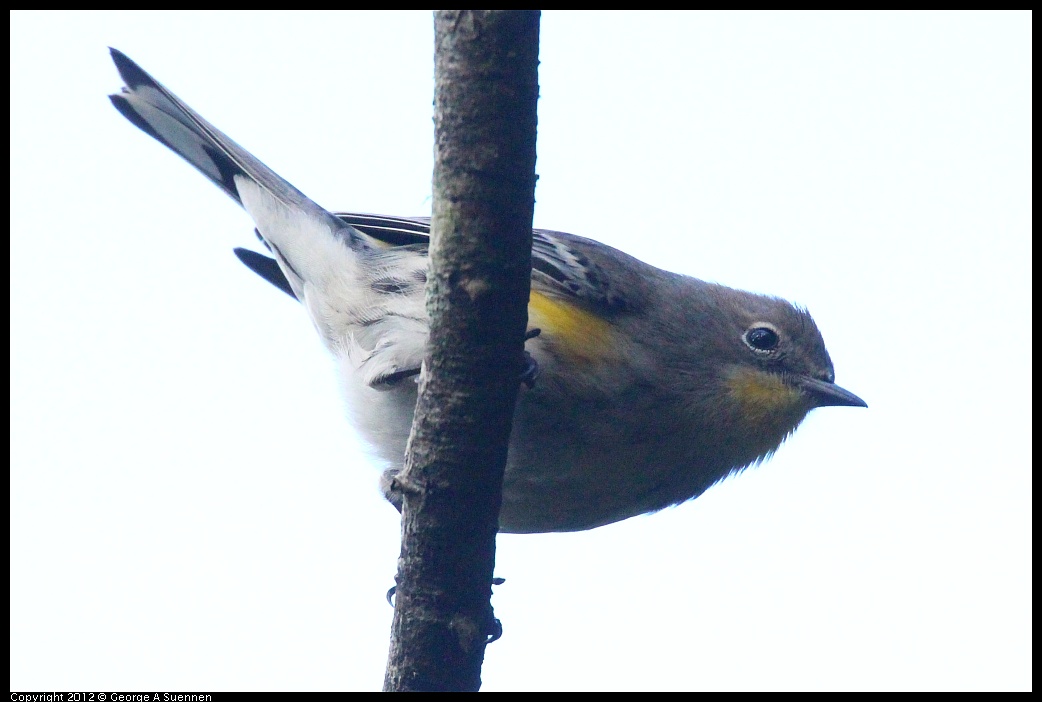 1109-101452-02.jpg - Yellow-rumped Warbler