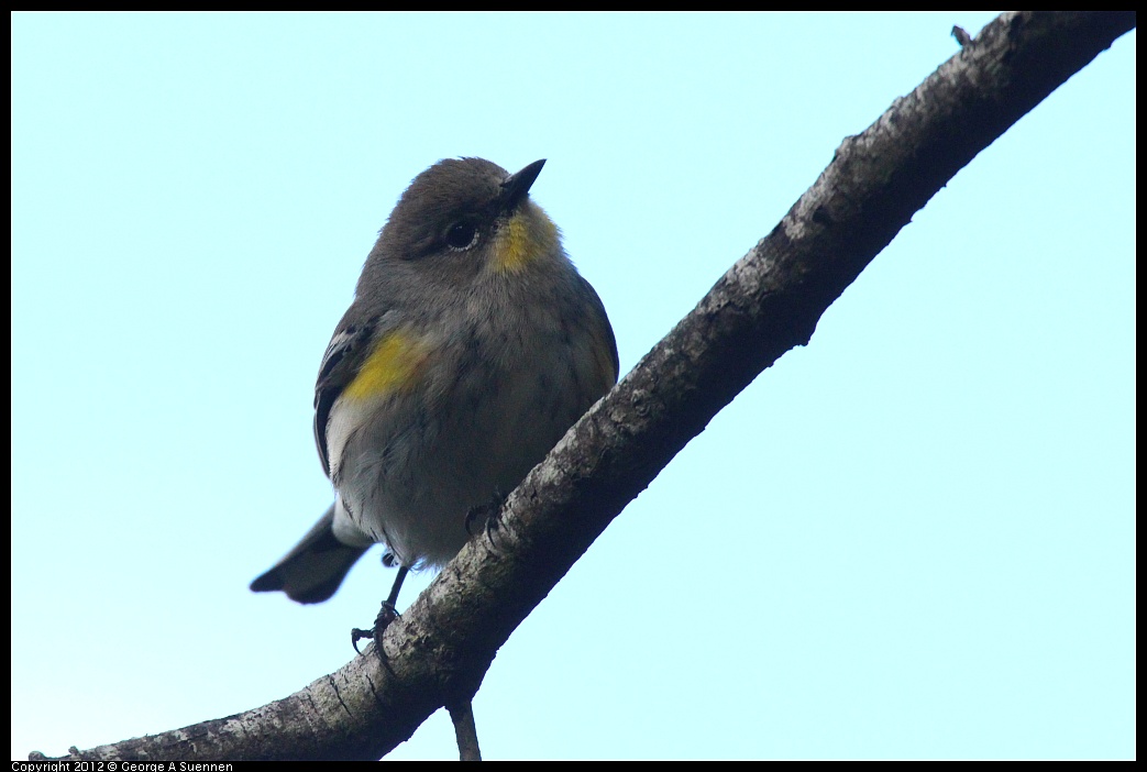 1109-101456-02.jpg - Yellow-rumped Warbler