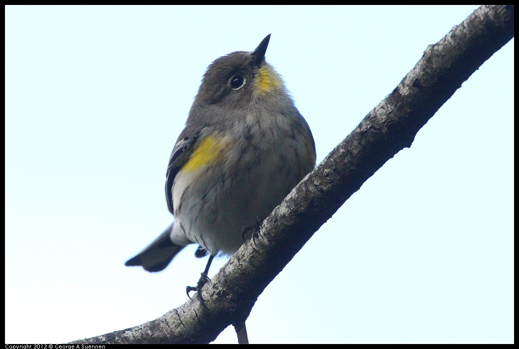1109-101456-04.jpg - Yellow-rumped Warbler