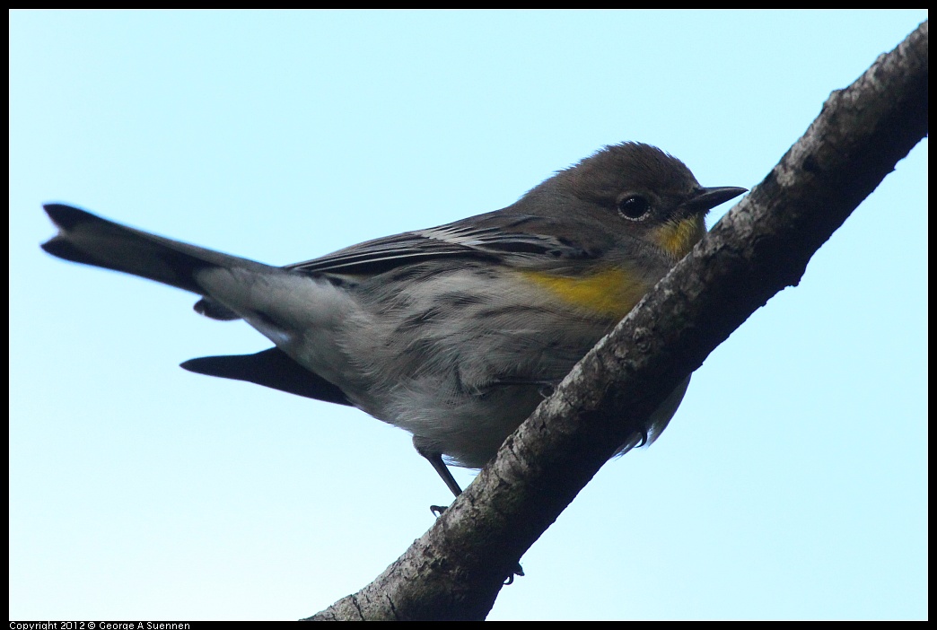 1109-101457-03.jpg - Yellow-rumped Warbler