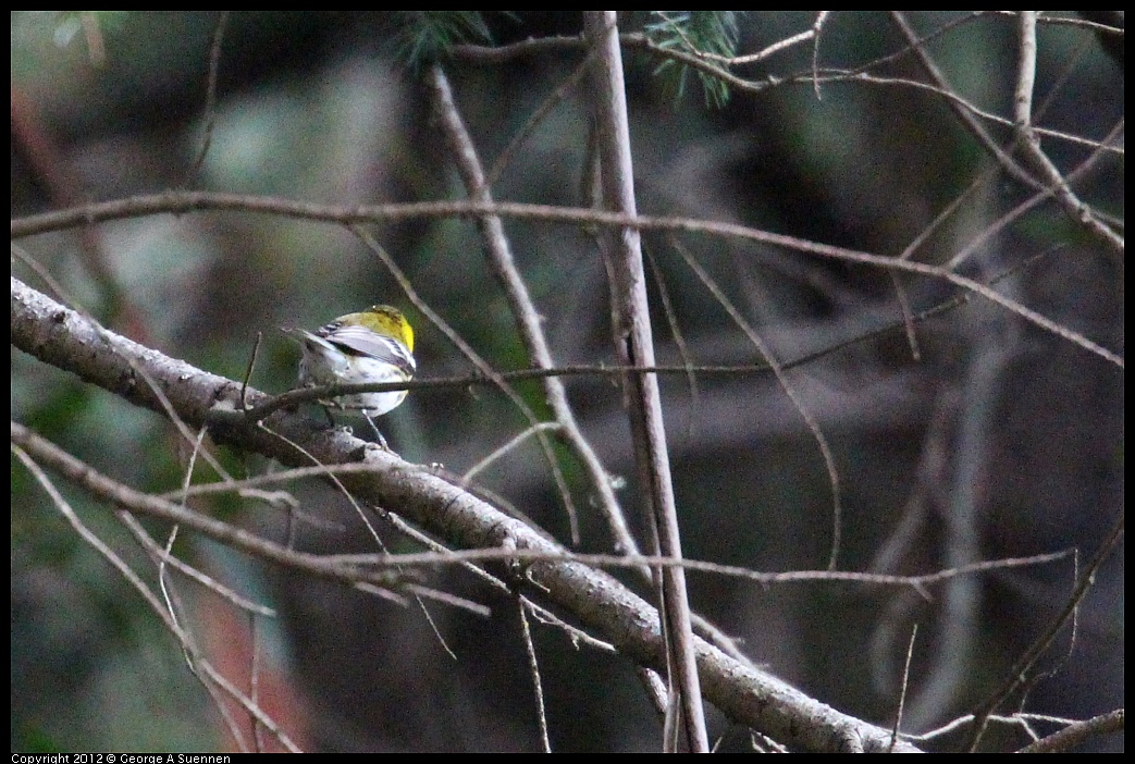 1109-101822-01.jpg - Townsend's Warbler (For Id)