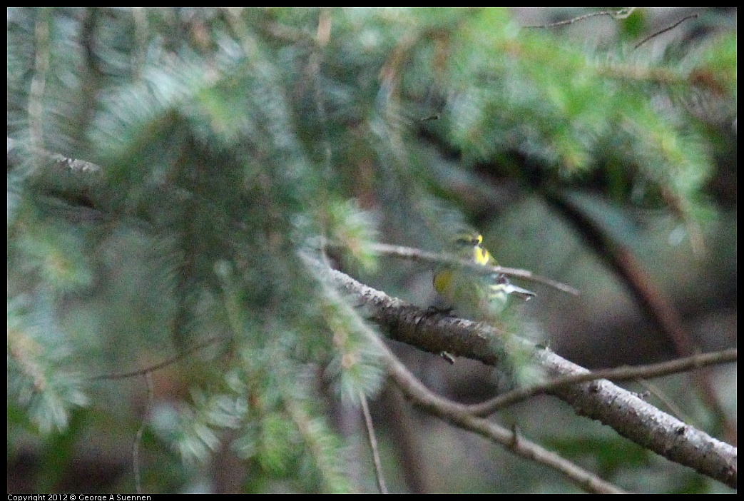 1109-101825-01.jpg - Townsend's Warbler (For Id)