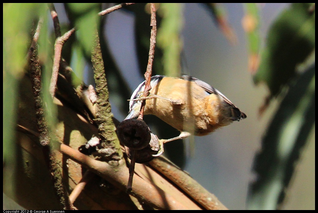 1109-103517-01.jpg - Red-breasted Nuthatch
