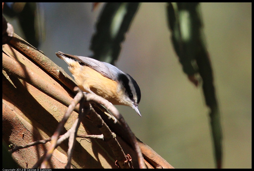 1109-103529-01.jpg - Red-breasted Nuthatch