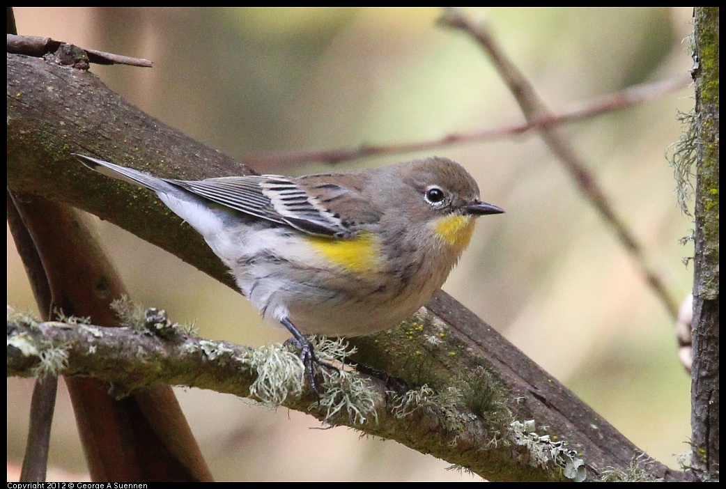1109-103546-05.jpg - Yellow-rumped Warbler