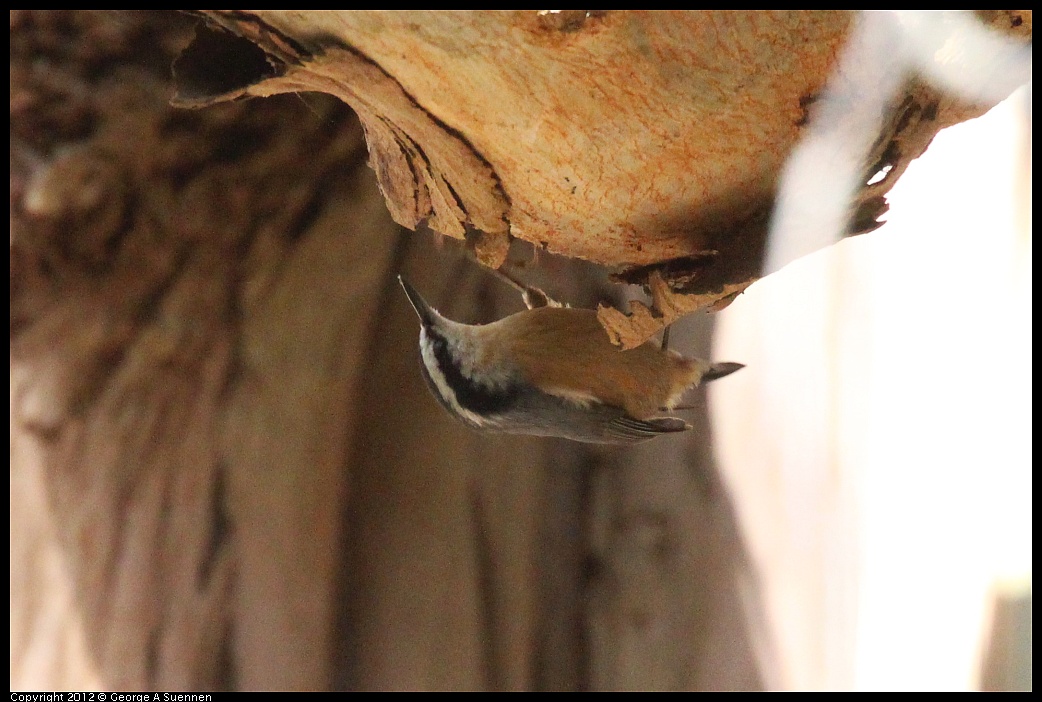 1109-103608-05.jpg - Red-breasted Nuthatch