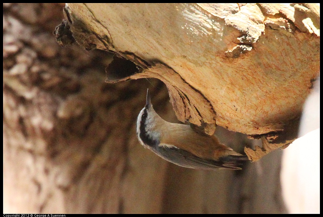 1109-103609-02.jpg - Red-breasted Nuthatch