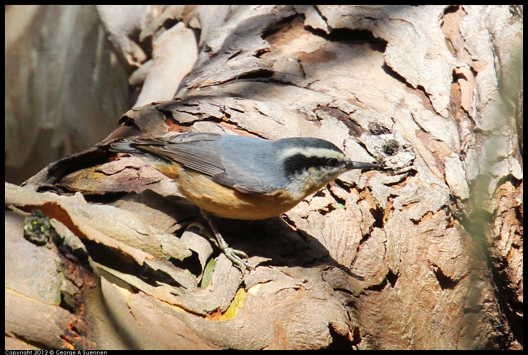 1109-103613-01.jpg - Red-breasted Nuthatch