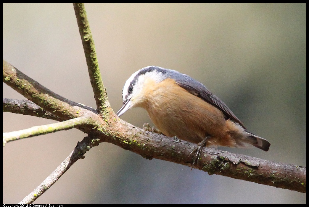 1109-103638-03.jpg - Red-breasted Nuthatch
