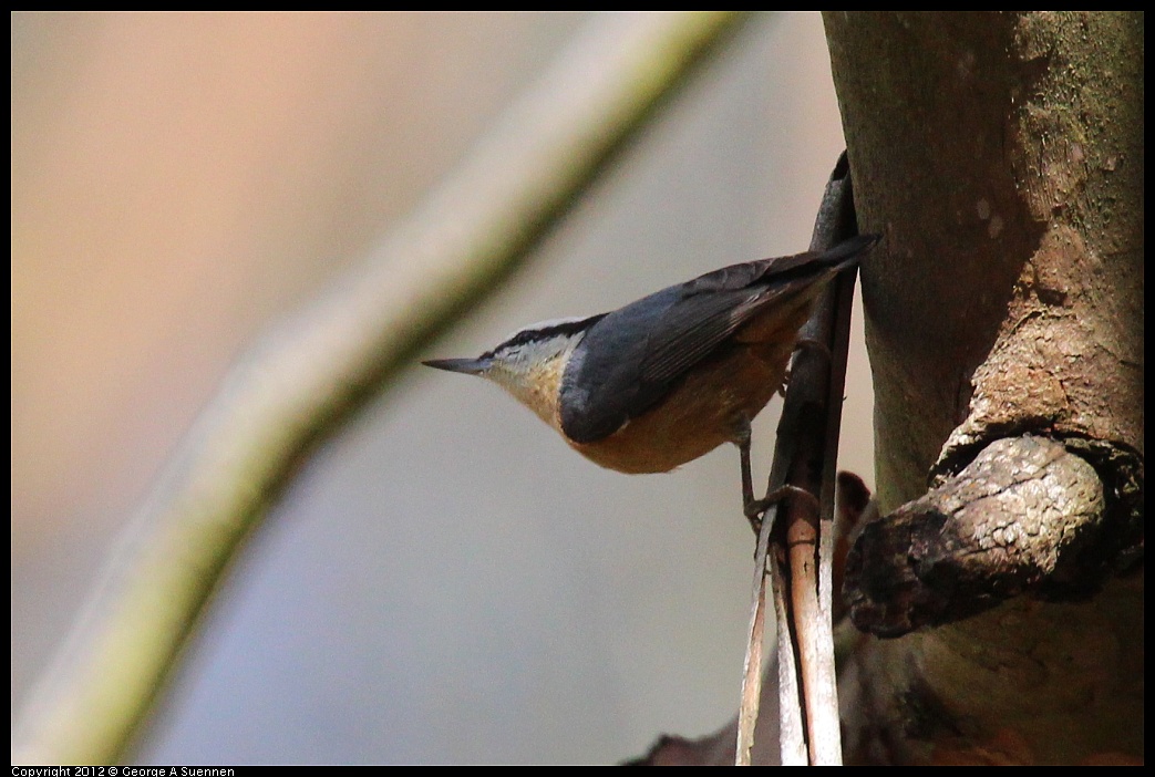 1109-103645-01.jpg - Red-breasted Nuthatch