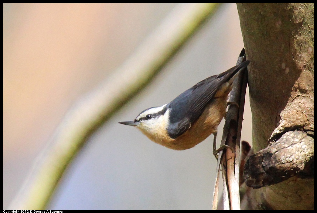 1109-103645-04.jpg - Red-breasted Nuthatch