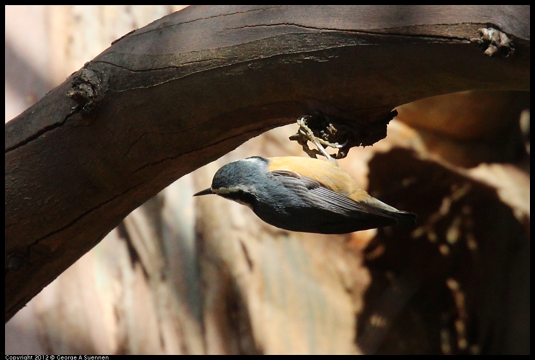 1109-103655-03.jpg - Red-breasted Nuthatch