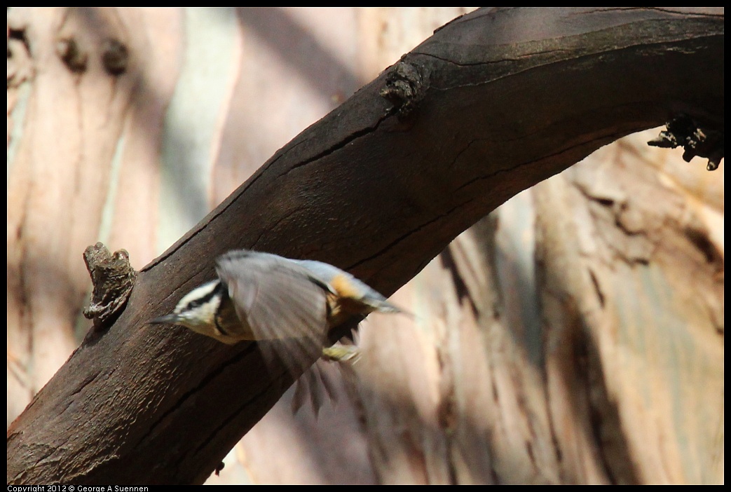 1109-103655-04.jpg - Red-breasted Nuthatch