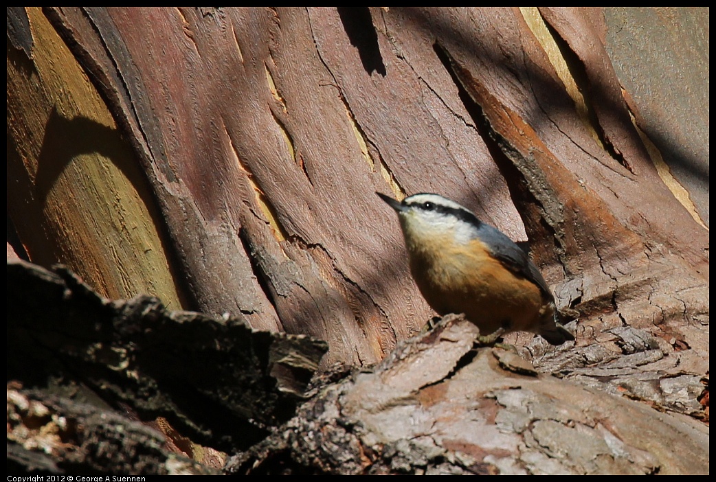1109-103702-04.jpg - Red-breasted Nuthatch