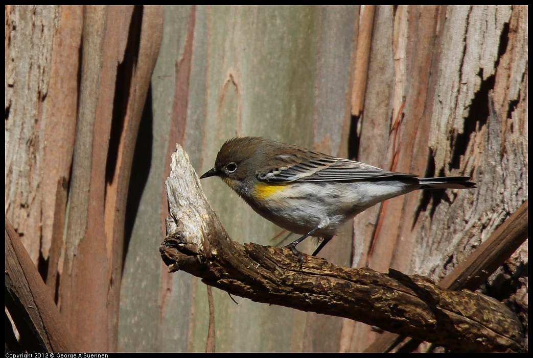 1109-103735-02.jpg - Yellow-rumped Warbler