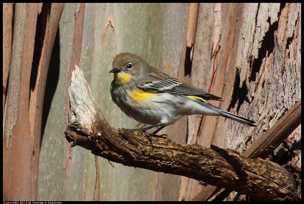 1109-103735-03.jpg - Yellow-rumped Warbler