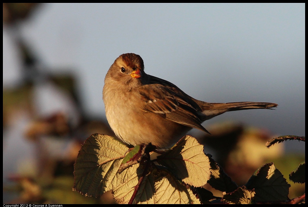 1110-161125-01.jpg - White-crowned Sparrow
