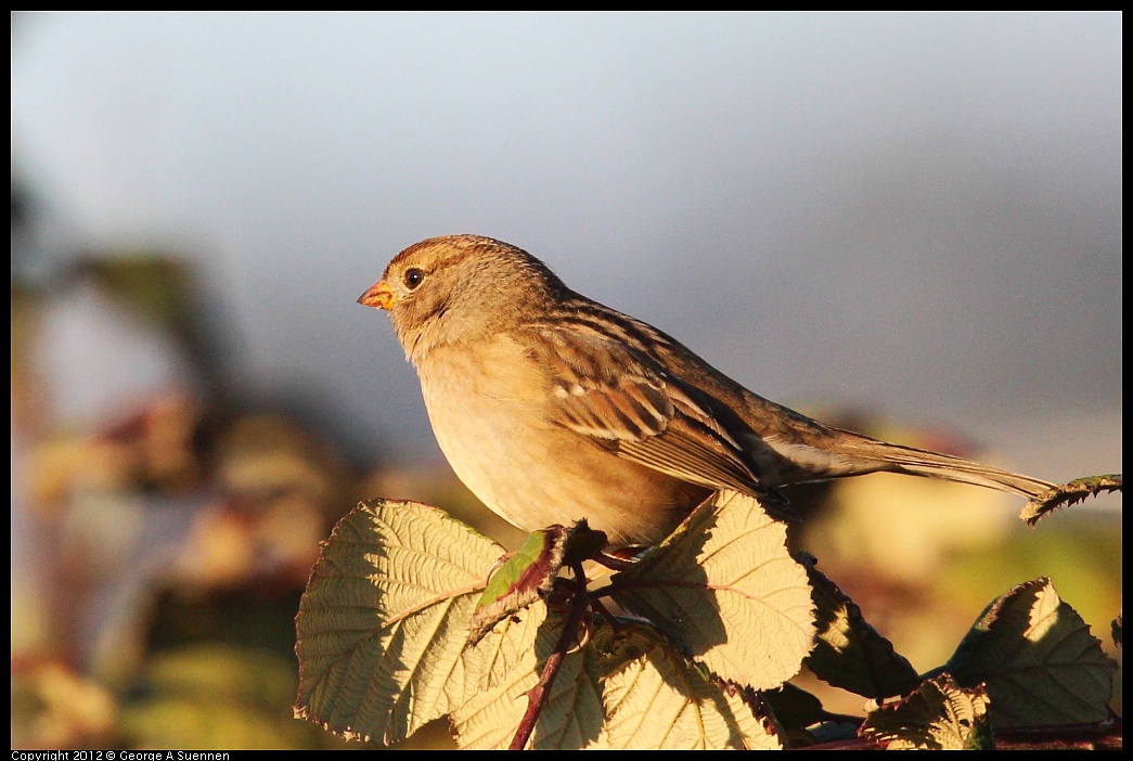 1110-161138-02.jpg - White-crowned Sparrow