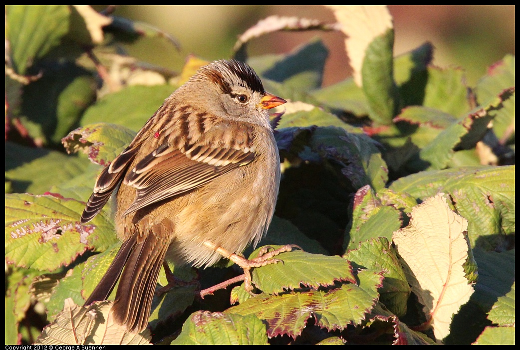 1110-161218-04.jpg - White-crowned Sparrow