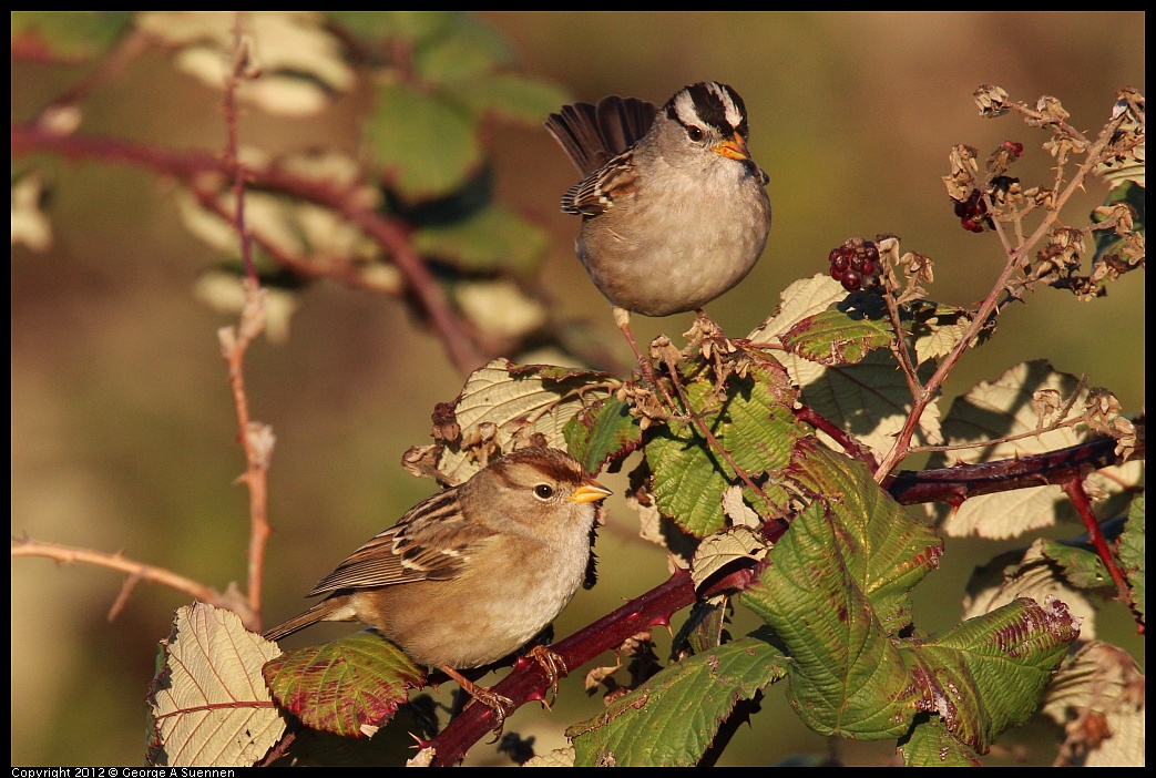 1110-161226-02.jpg - White-crowned Sparrow