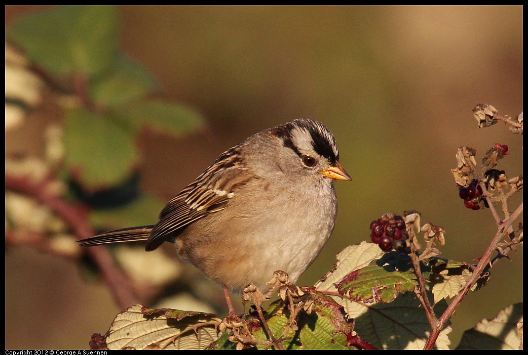 1110-161227-02.jpg - White-crowned Sparrow