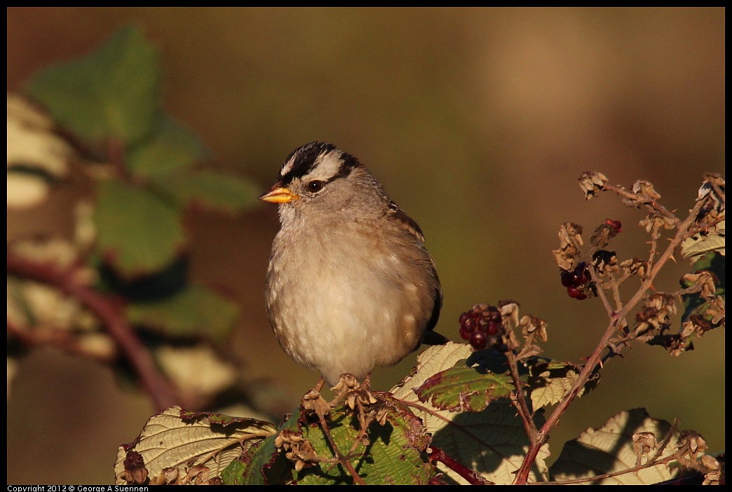 1110-161229-01.jpg - White-crowned Sparrow