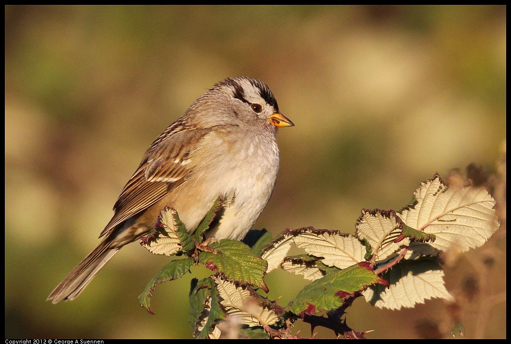 1110-161303-01.jpg - White-crowned Sparrow