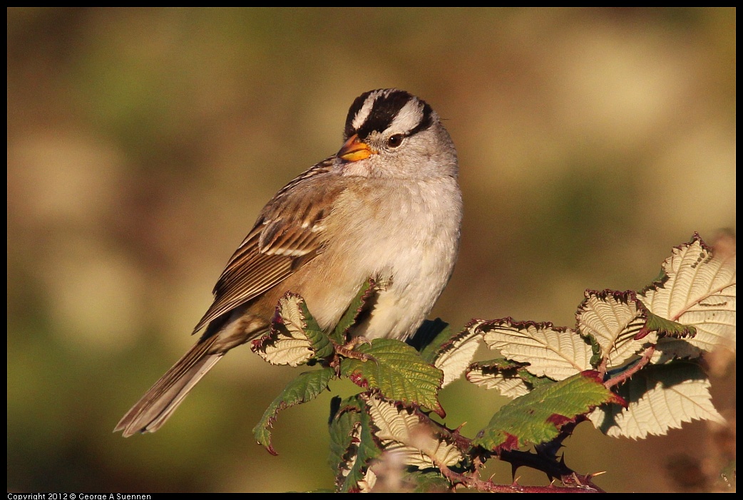 1110-161305-02.jpg - White-crowned Sparrow