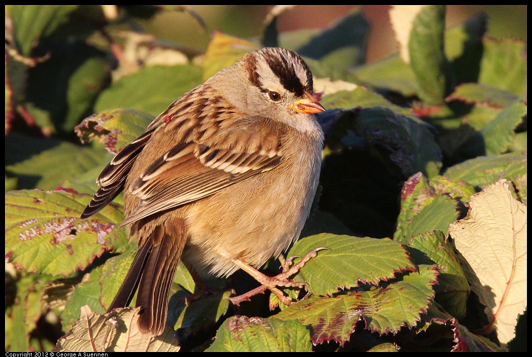 1110-161316-01.jpg - White-crowned Sparrow