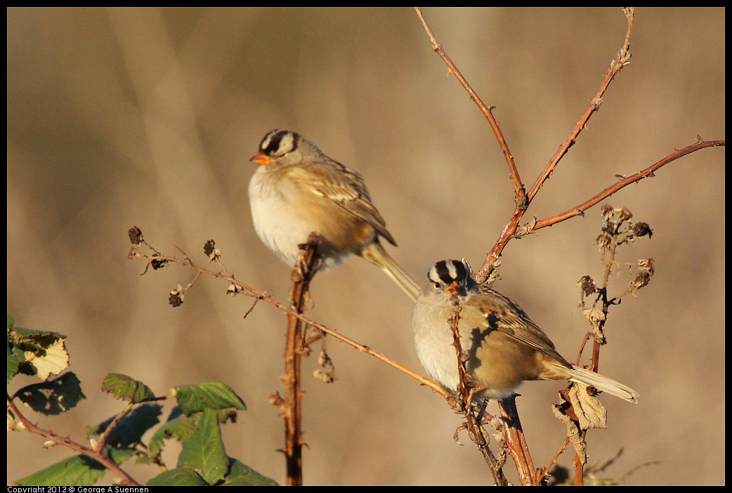 1110-161714-01.jpg - White-crowned Sparrow