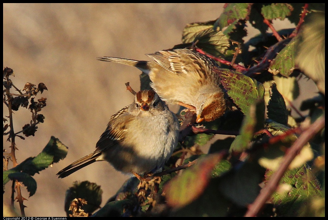 1110-161742-01.jpg - White-crowned Sparrow