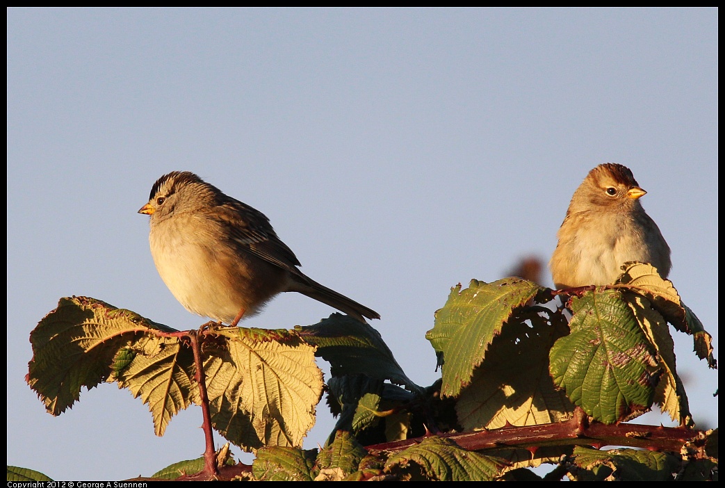 1110-161752-01.jpg - White-crowned Sparrow