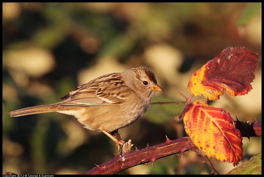 1110-161814-02.jpg - White-crowned Sparrow