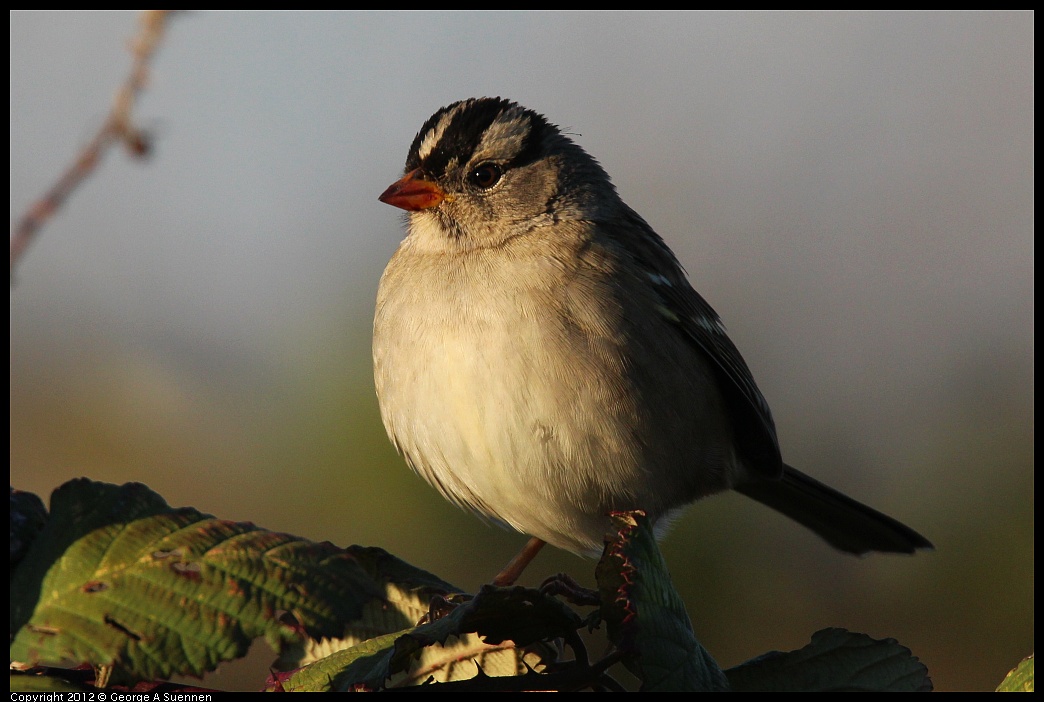 1110-162104-03.jpg - White-crowned Sparrow